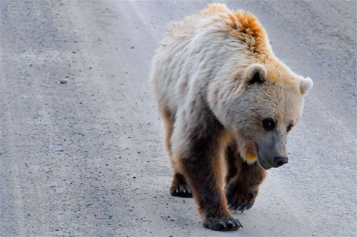 Bear in alaska