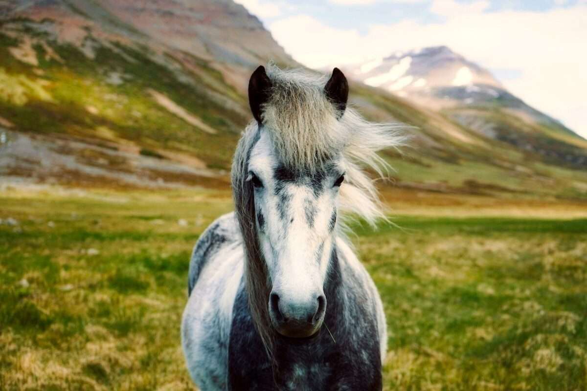 Wild Horse in Georgia