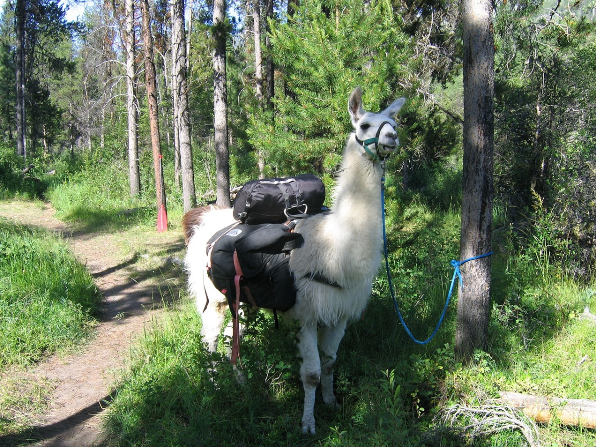 Llama carrying bags duing trekking and tent camping