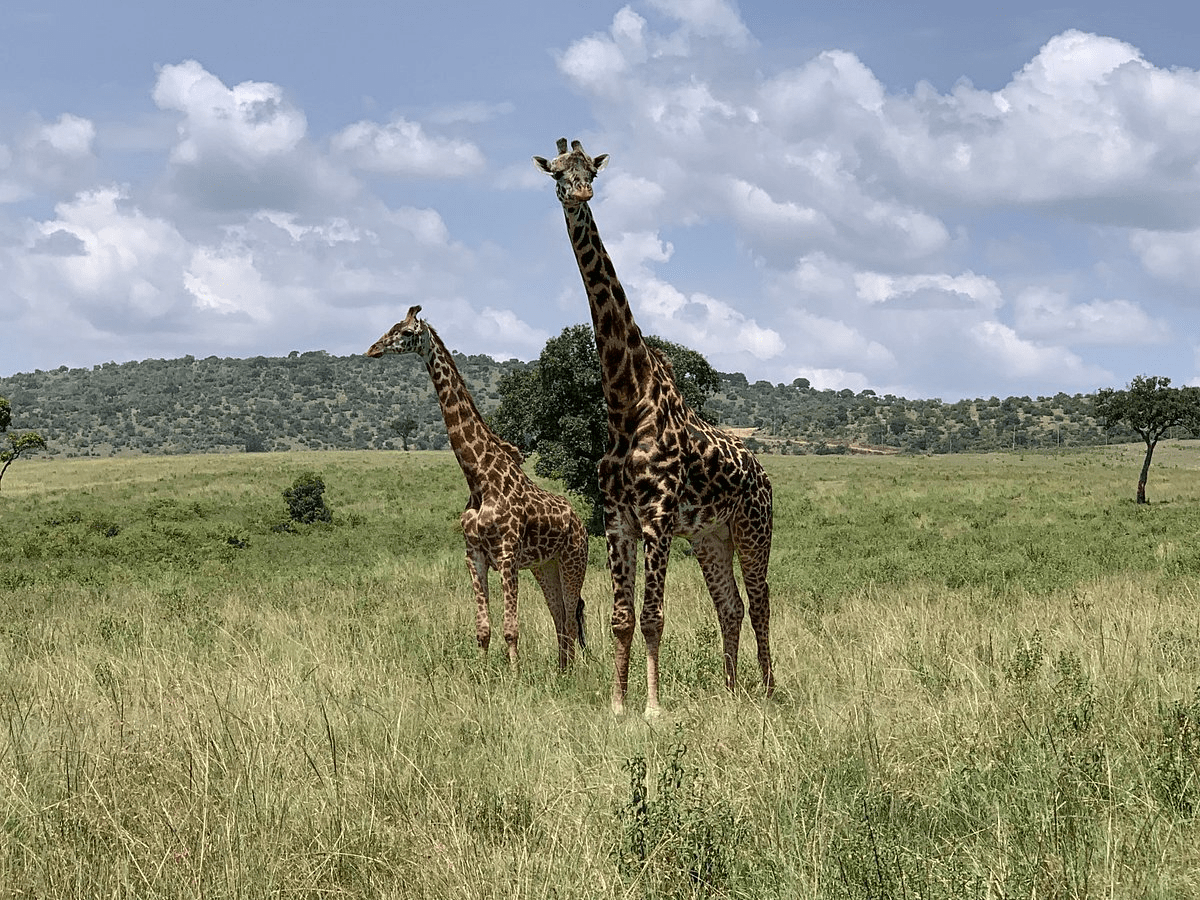 safari activities at Kichwa Tembo Tented