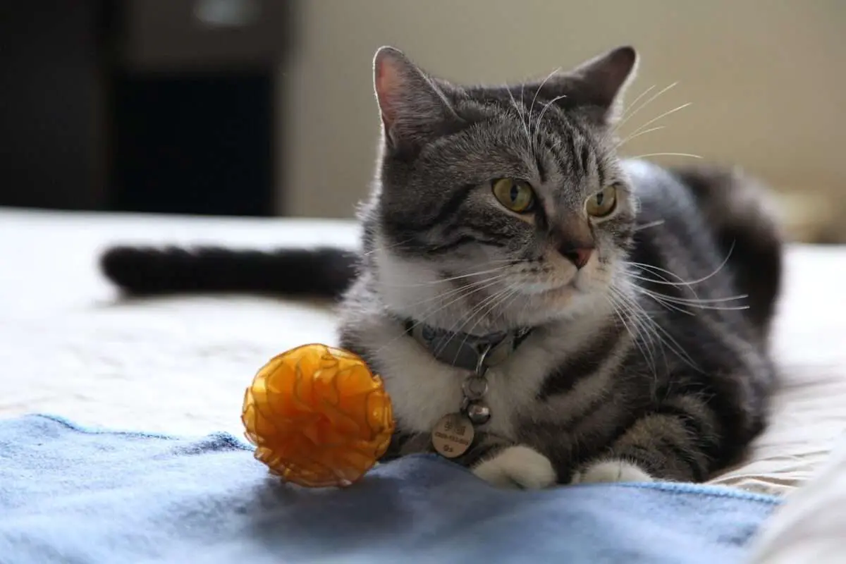 Cat toys to play during camping