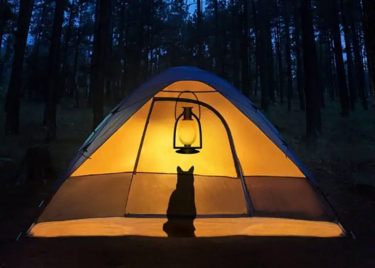 a cat in his camp tent