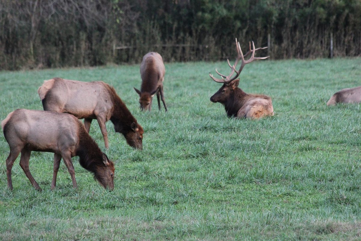 buffalo national river arkansas wildlife