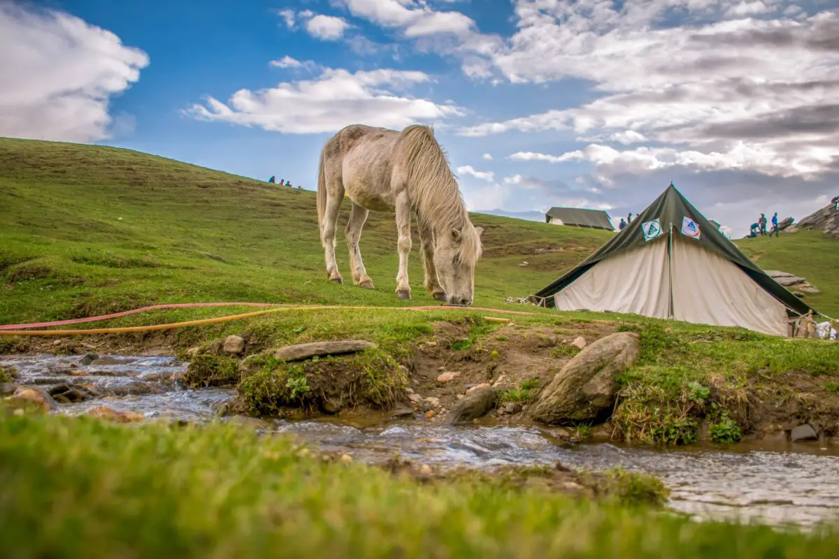 A horse near the water proof tent