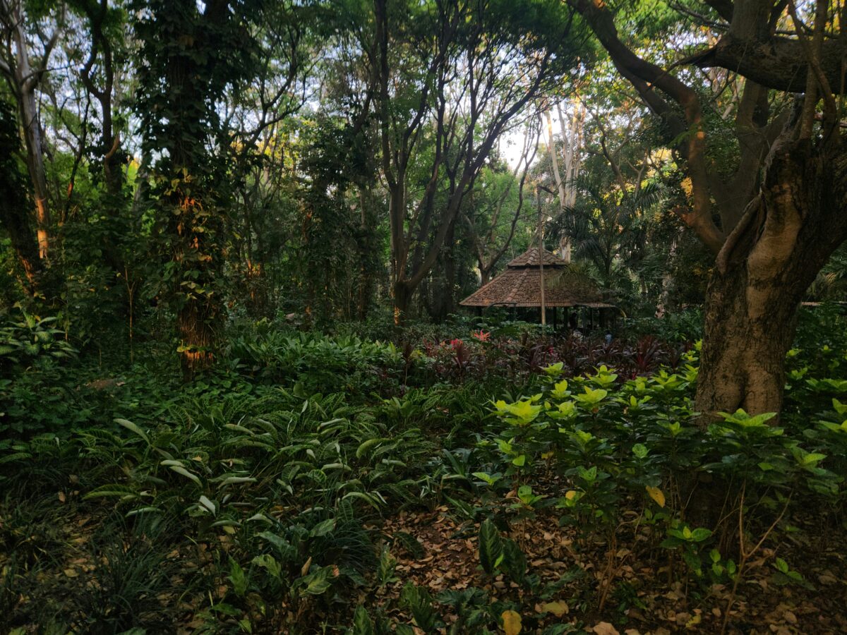 Making of shelter in the middle of the jungle while camping